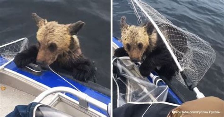Dramatic moment drowning bear cub begs fisherman for help