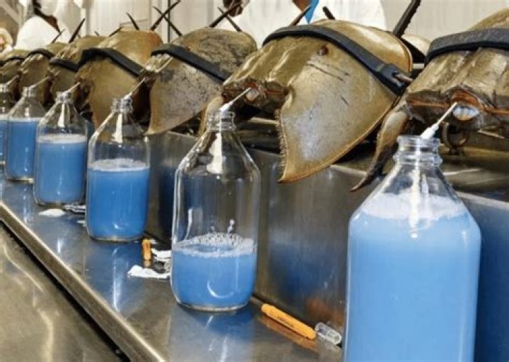 Why blue blood from the horseshoe crab is so expensive