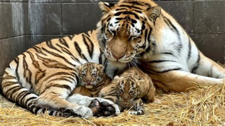 Tiger gives birth to twins but 1 cub isn't breathing, so mother’s natural instincts kick in
