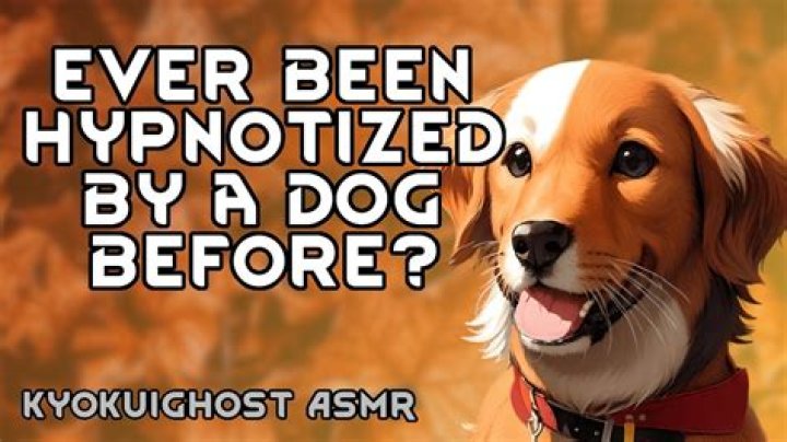 Small dog is hypnotized by its owner with the use of a simple hairbrush