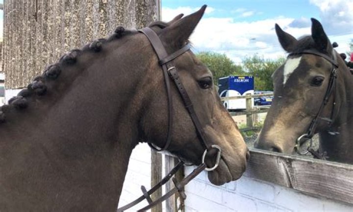 This blind horse can do more than some horses with full sight