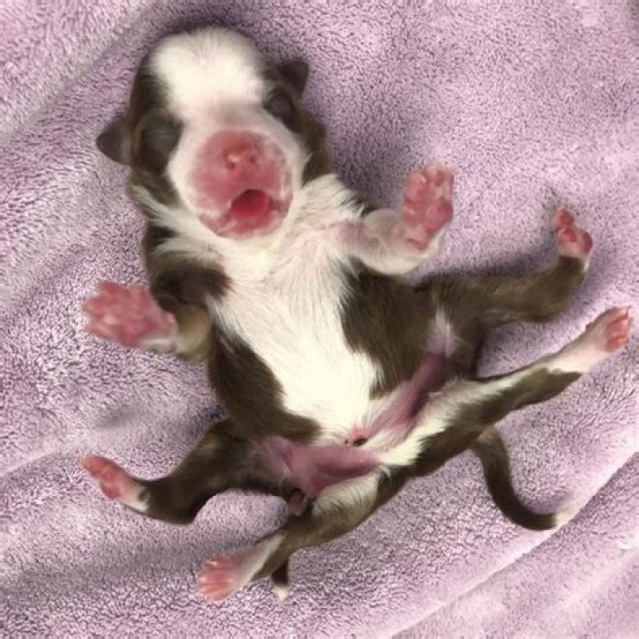 Puppy born without front legs was almost euthanized, but then a good Samaritan saved him