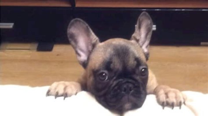 French Bulldog really wants to get on the couch and his pleading goes viral