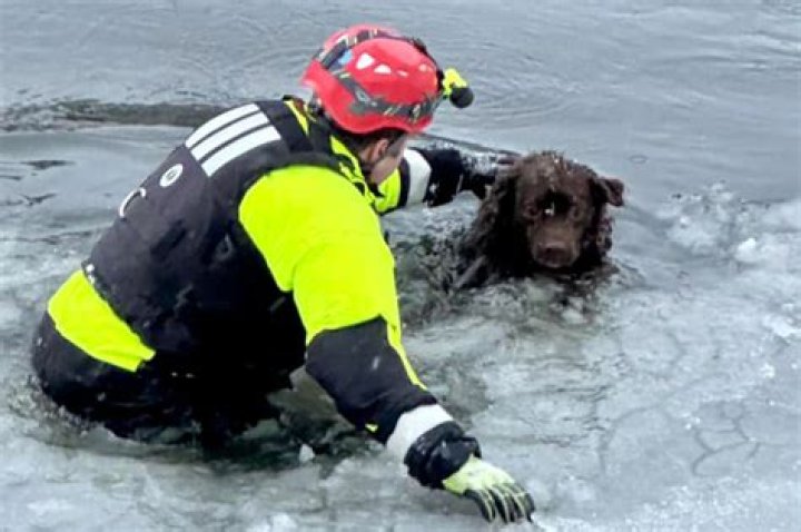 Truck driver tries rescuing a dog he finds on a dirt road but ends up saving a senior man