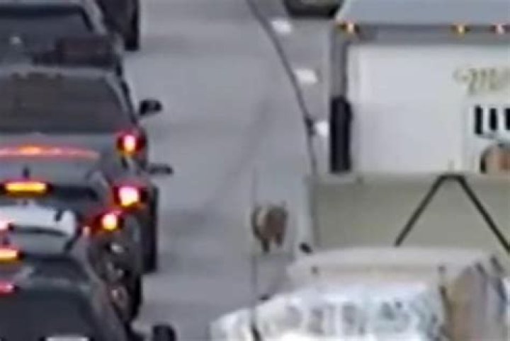 Dog brings traffic to a halt running on busy highway until one driver performs a risky feat