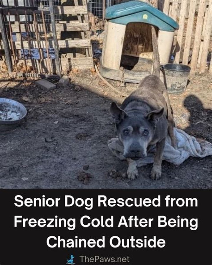 Woman leaves dog outside in freezing cold but a kind stranger steps in to provide warmth