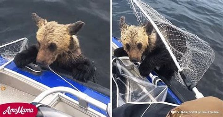 Moving moment drowning bear cub begs fisherman for help