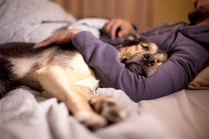 Women sleep better with dogs by their side instead of human partners, study says