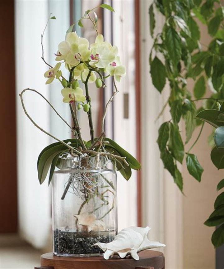Three easy steps to make your orchid rebloom