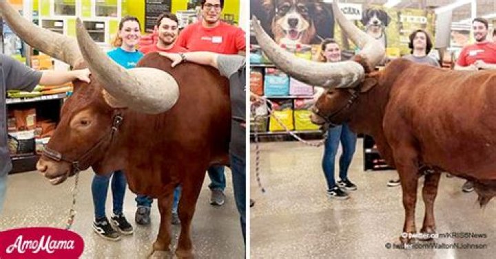 Texas Rancher Takes Enormous Steer into Petco to Test the 'All Leashed Pets Welcomed' Policy