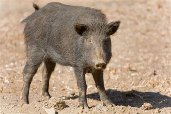 Miranda Rae Mayo's Character on 'Chicago Fire' May Be Leaving the Show Soon