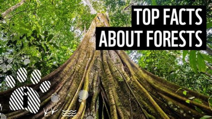 Meet Forest Whitaker's Family Including Children with Ex-Wife Keisha Nash and His Brothers