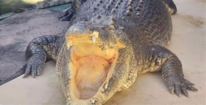  'Crocodile Dundee' Star Paul Hogan and the Unbelievable Story of His First TV Audition