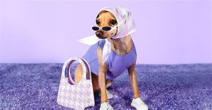 Stylish Dog Boobie Billie Brings Chic Style to the Masses — Discover Her Accessories Line for Humans