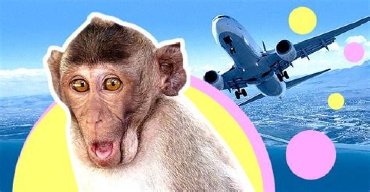 Smart Monkey Travels in a Plane