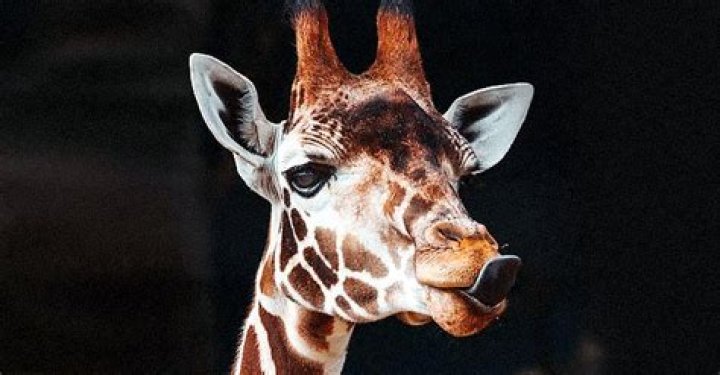 Daily Joke: A Giraffe Walks into a Bar