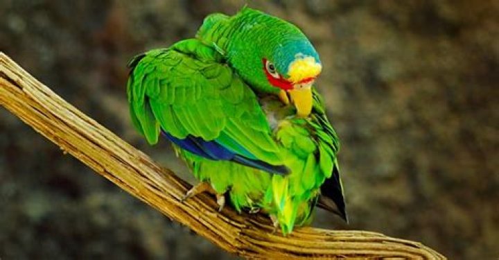 Daily Joke: A Lady Saw a Parrot on a Perch in Front of a Pet Store