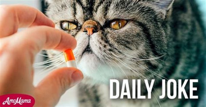 Daily Joke: Instruction on How to Give a Pill to a Cat