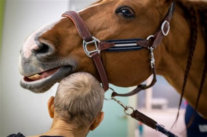 Meet Doctor Peyo, the Therapy Horse Comforting Cancer Patients in Critical Condition