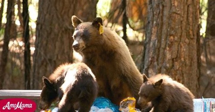 Bear Cub Is Killed by a Car, Park Ranger Shares Emotional Plea to Visitors
