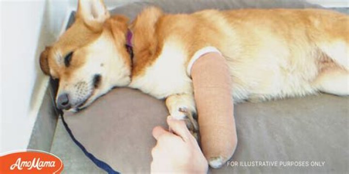 Little Girl Saves Dog Trapped in Forest, Years Later Dog Saves Her in Snowfall – Story of the Day