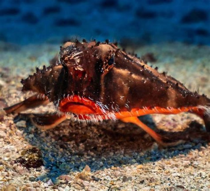 Believe It or Not: 40 Earthly Creatures That Look Out-of-This-World