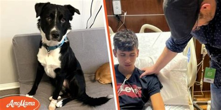 Dog Stubbornly Woke Parents up at Night & Makes Dad Enter Son's Room: 'Our Entire Lives Stopped'