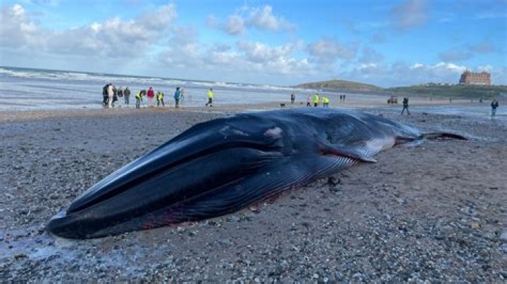 Giant 'Dead Whale' is 'beached' as a reminder of the worldwide plastic pollution threat