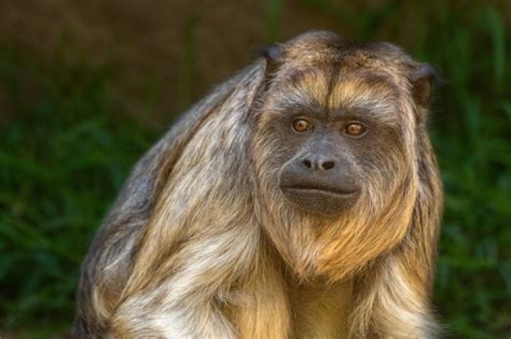 Monkey see, monkey do. Young gorillas show questionable behavior innocently imitating adults