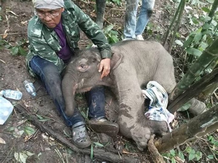 How an abandoned baby elephant and a German Shepherd became best friends