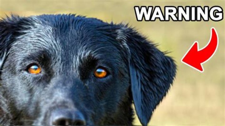 Abused dog stares at wall, refusing to move for days on end