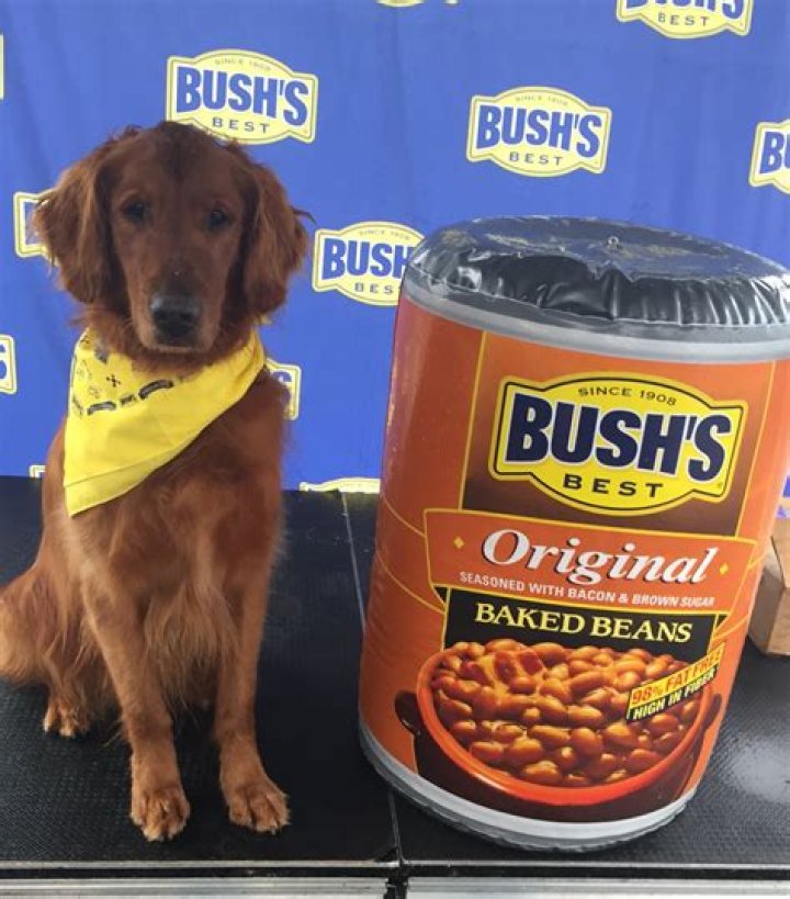  'Bush's Baked Beans' dog who played Duke in commercials has died