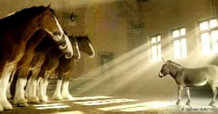 Tiny donkey who wants to be a Clydesdale pleads his case in the funniest way