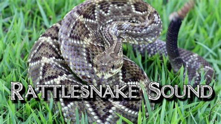 Here's what a giant rattlesnake sounds like when you get too close (video)